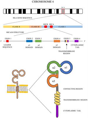 Role of Polymorphisms of NKG2D Receptor and Its Ligands in Acute Myeloid Leukemia and Human Stem Cell Transplantation